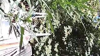 Stoners score in Fuck Town